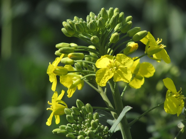 oil-seed rape / swede / Brassica napus: Inflorescence