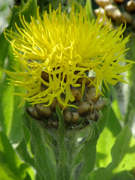 giant knapweed / Centaurea macrocephala: The phyllaries of _Centaurea acrocephala_ are more than 10 mm wide.