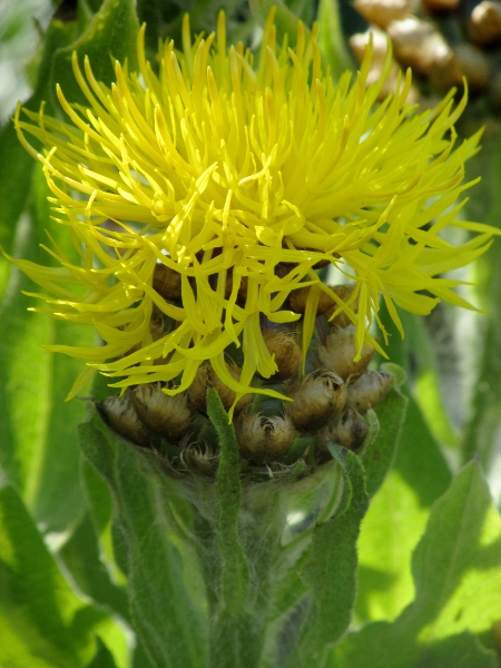 giant knapweed / Centaurea macrocephala: The phyllaries of _Centaurea acrocephala_ are more than 10 mm wide.