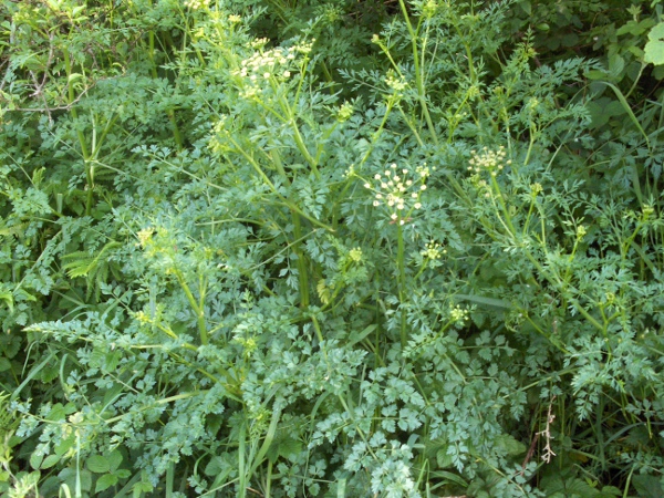 hemlock water-dropwort / Oenanthe crocata