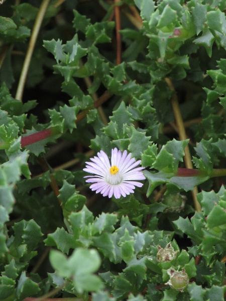 deltoid-leaved dewplant / Oscularia deltoides: _Oscularia deltoides_ is a South African perennial plant that has become naturalised on the Isles of Scilly and at one site on the Land’s End Peninsula (VC1).