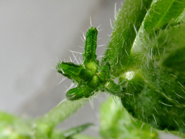 common fiddleneck / Amsinckia micrantha: The 4 nutlets of _Amsinckia micrantha_ are rough, but lack ridges.