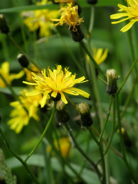 marsh hawk’s-beard / Crepis paludosa