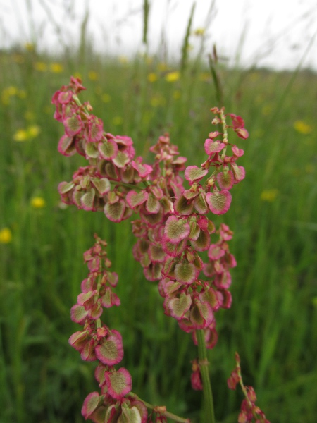 common sorrel / Rumex acetosa: In fruit, the tepals of _Rumex acetosa_ become much larger than the achene they surround.