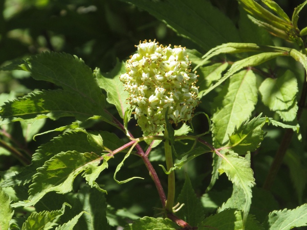 red-berried elder / Sambucus racemosa: Flowers