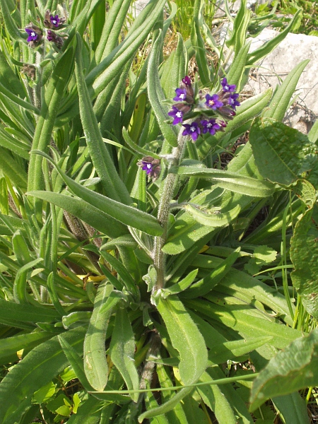 alkanet / Anchusa officinalis: _Anchusa officinalis_ has narrow leaves and a densely but softly hairy stem.