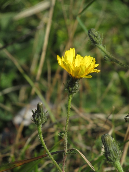 smooth hawk’s-beard / Crepis capillaris: Inflorescence
