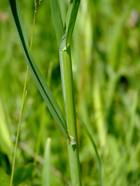 cocksfoot / Dactylis glomerata