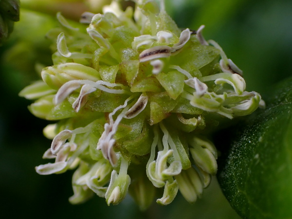 tree bedstraw / Coprosma repens: The flowers of _Coprosma repens_ lack petals but have a powerful aroma.