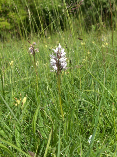 monkey orchid / Orchis simia: The population of _Orchis simia_ in the British Isles has dwindled to one population near Goring-on-Thames (VC23) and one near Faversham (VC15), with another artificially established south of Canterbury (VC15).