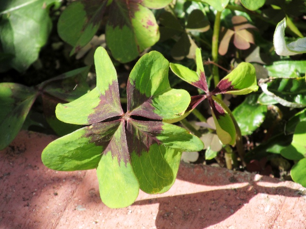 four-leaved pink sorrel / Oxalis tetraphylla: The leaves of _Oxalis tetraphylla_ have 4 leaflets.