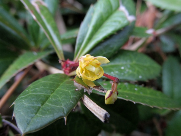Chinese barberry / Berberis julianae: _Berberis julianae_ is an evergreen shrub native to southern China
