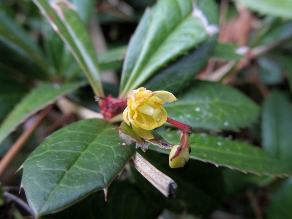 Chinese barberry / Berberis julianae