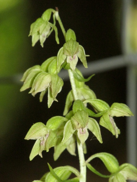 narrow-lipped helleborine / Epipactis leptochila: The flowers of _Epipactis leptochila_ have a slightly constricted labellum, although less so than _Epipactis palustris_.