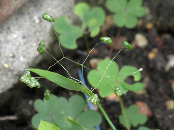 lesser quaking grass / Briza minor: _Briza minor_ has smaller, but broader spikelets than _Briza media_.