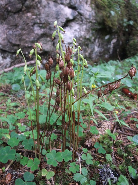 coralroot orchid / Corallorhiza trifida