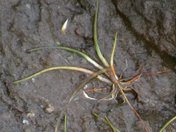 dwarf spike-rush / Eleocharis parvula: Flowers are rarely produced by _Eleocharis parvula_, but the small white turions (vegetative propagules) are distinctive.
