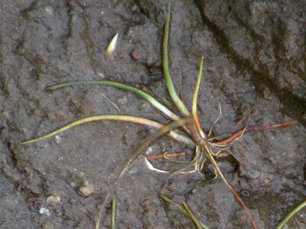 dwarf spike-rush / Eleocharis parvula