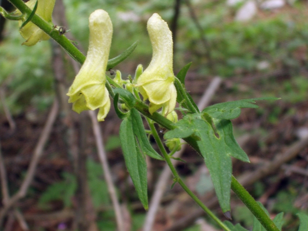 wolfsbane / Aconitum lycoctonum: _Aconitum lycoctonum_ varies from other species in its creamy yellow flowers.