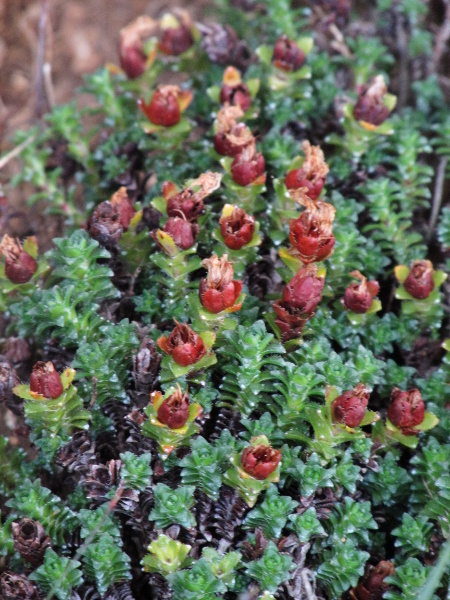 purple saxifrage / Saxifraga oppositifolia