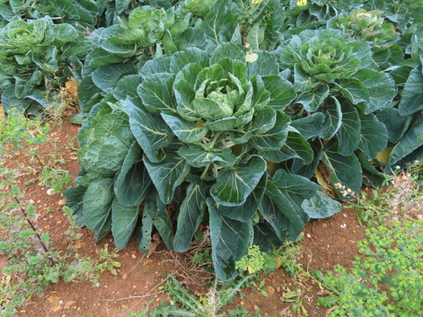 cabbage / Brassica oleracea: Cultivars include these Brussels sprouts (_Brassica oleracea_ var. _gemmifera_), as well as cabbages, cauliflowers and kohlrabi.