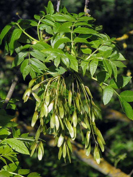 ash / Fraxinus excelsior: The fruits of _Fraxinus excelsior_ are single-seeded samaras known as ‘keys’.