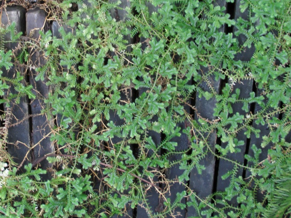 Krauss’ clubmoss / Selaginella kraussiana: _Selaginella kraussiana_ is a low-growing occasional weed of mild, damp areas, mostly in the south and west.