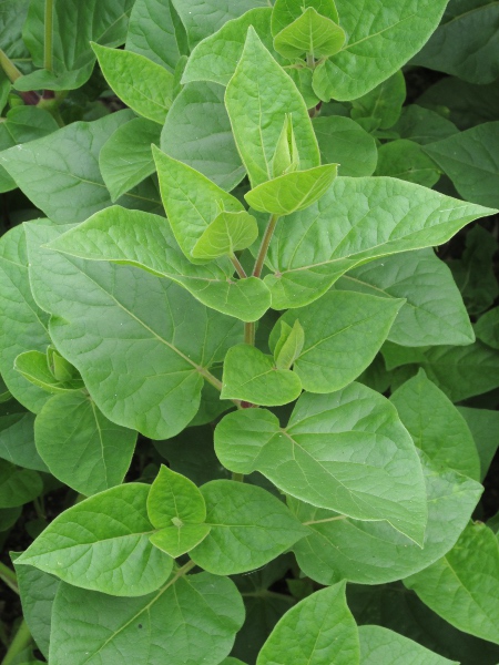 marvel of Peru / Mirabilis jalapa: Habitus