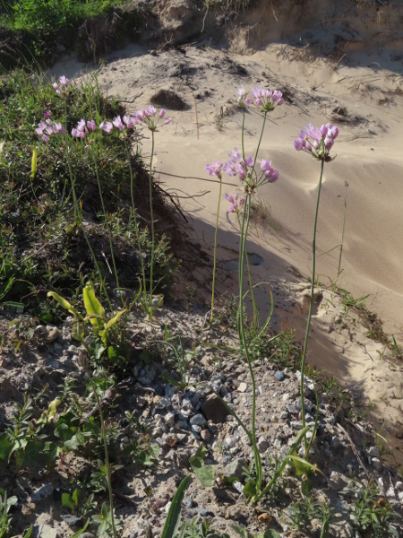 rosy garlic / Allium roseum: _Allium roseum_ is a non-native plant that is spreading – especially var. _bulbiferum_, in which some flowers are replaced by bulbils.