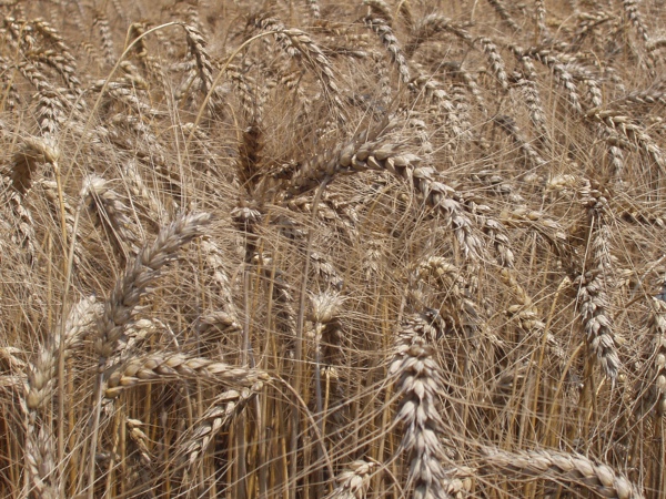 six-rowed barley / Hordeum vulgare: A field of barley