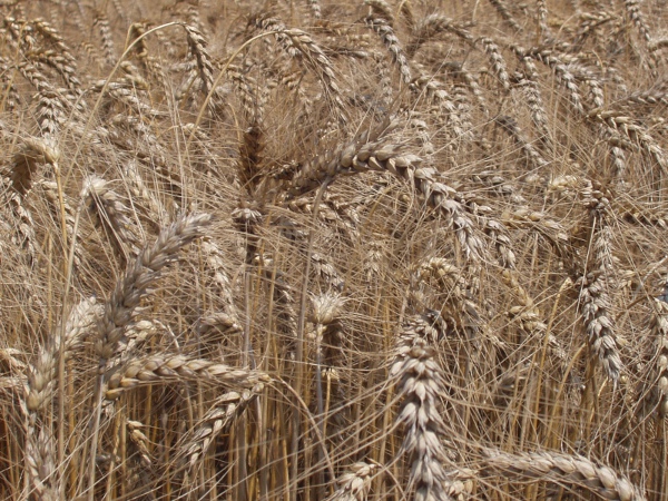 six-rowed barley / Hordeum vulgare