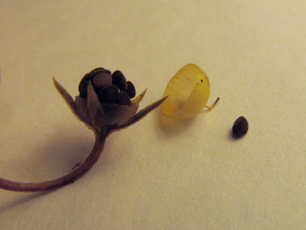 scarlet pimpernel / Lysimachia arvensis: The top half of the capsule falls off to reveal the 20–35 seeds below.