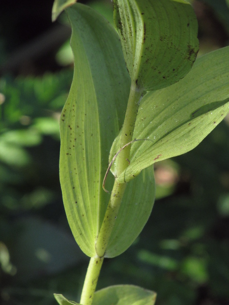 broad-leaved helleborine / Epipactis helleborine: The leaves of _Epipactis helleborine_ are broad, with tiny papillae along the distinctively wavy edges.