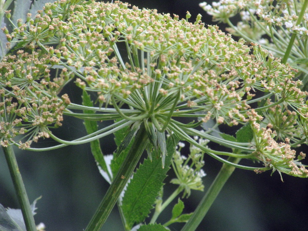 greater water-parsnip / Sium latifolium: The bracts at the base of the umbel have broad white borders in _Sium latifolium_, and the fruits have conspicuous tall ridges when mature, unlike _Berula erecta_.
