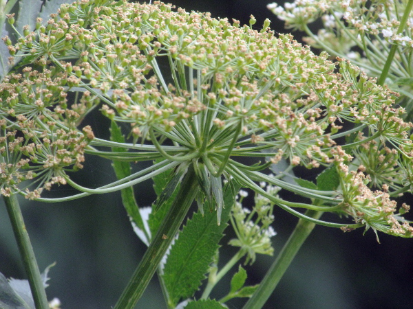 greater water-parsnip / Sium latifolium