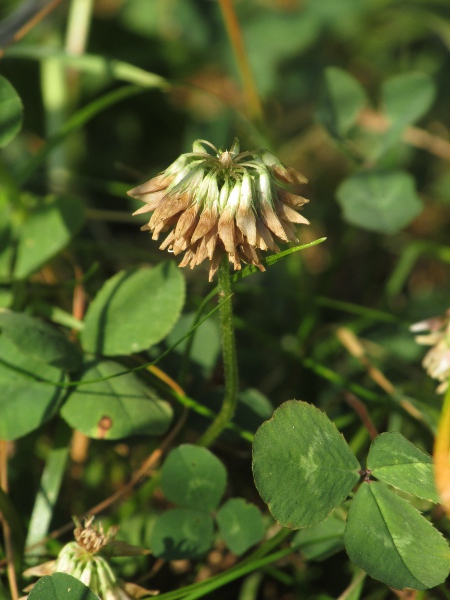 white clover / Trifolium repens: In fruit, the short stalks on each flower of _Trifolium repens_ are apparent.