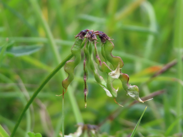 horseshoe vetch / Hippocrepis comosa