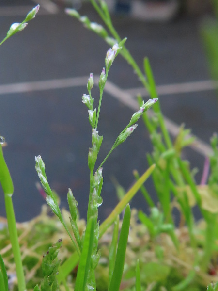 early meadow-grass / Poa infirma: _Poa infirma_ has shorter anthers than the much more frequent _P. annua_, and its panicle branches stay more upright in fruit.