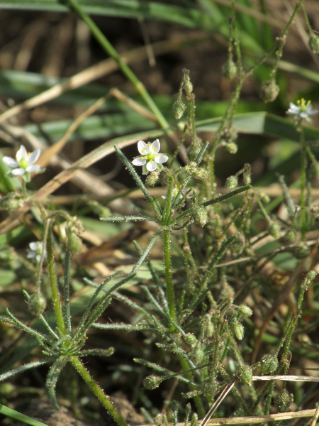 corn spurrey / Spergula arvensis: The narrow leaves with relatively large stipules give _Spergula arvensis_ the appearance of having whorls of 6 leaves.