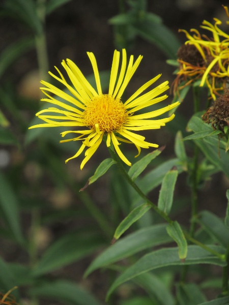 Irish fleabane / Inula salicina: The flower-heads of _Inula salicina_ have long ligules; the narrow, willow-like stem-leaves give rise to the species’ scientific name.