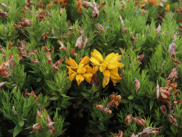 Spanish gorse / Genista hispanica: _Genista hispanica_ is a shrub from northern and eastern Spain and southern France with branched spines, often planted in gardens and amenity areas, which occasionally escapes into the wild.