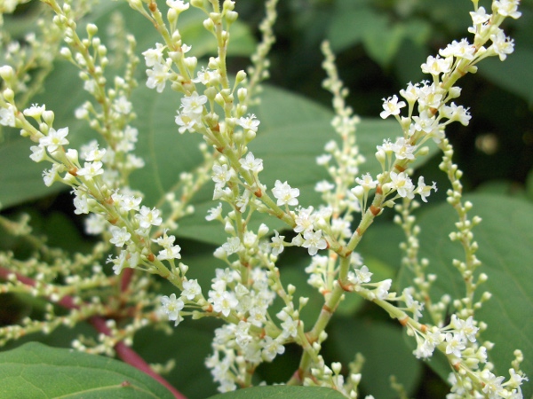 Japanese knotweed / Reynoutria japonica: _Reynoutria japonica_ was once cultivated for its attractive flowers, but is now a proscribed weed in Great Britain under <a href="sched9.html">Schedule 9</a> of the Wildlife and Countryside Act 1981.
