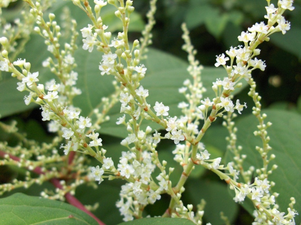 Japanese knotweed / Reynoutria japonica