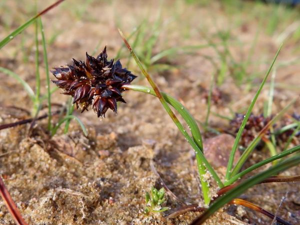 curved sedge / Carex maritima: _Carex maritima_ is a short, stocky, <a href="aa.html">Arctic–Alpine</a> sedge found in tidal sand-flats in eastern and northern Scotland; it has a distinctively curved stem.