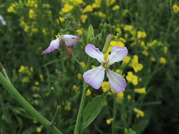 garden radish / Raphanus sativus: _Raphanus sativus_ is a crop plant, grown for its swollen red-skinned root.