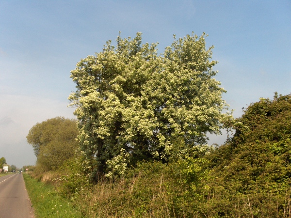 whitebeams / Sorbus subg. Aria: The agamospecies in _Sorbus_ subg. _Aria_ have scarcely lobed leaves with white or grey felted hairs on the underside.