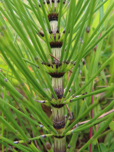 great horsetail / Equisetum telmateia: The stems of _Equisetum telmateia_ are around 1 cm wide, with 20–40 ridges and 20–40 narrow teeth on each sheath.