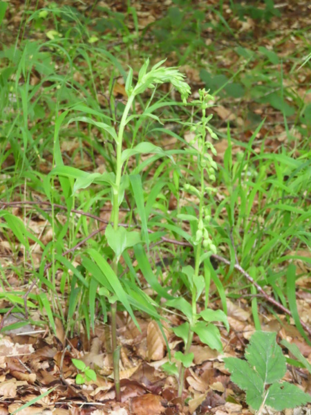 green-flowered helleborine / Epipactis phyllanthes: _Epipactis phyllanthes_ grows along shady rides through ancient woodland, mostly in southern England, and in some dune systems; its leaves are often arranged more or less in 2 ranks.