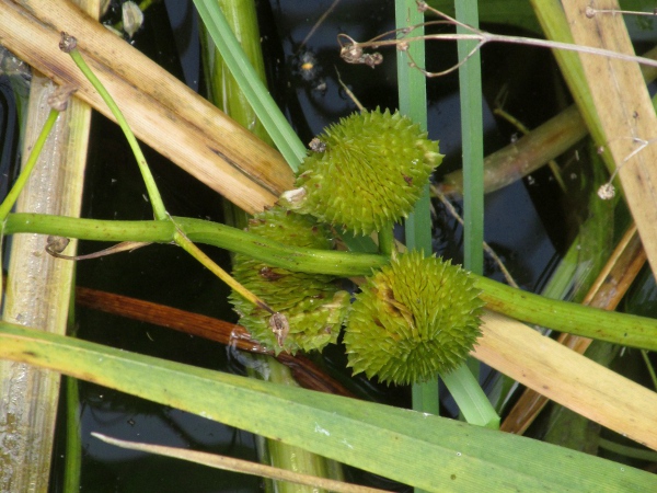 arrowhead / Sagittaria sagittifolia: The fruits of _Sagittaria sagittaria_ are globose heads of achenes.