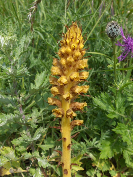 knapweed broomrape / Orobanche elatior: _Orobanche elatior_ is a <a href="parasite.html">parasite</a>, usually on _Centaurea_ (seen in the right of the picture).